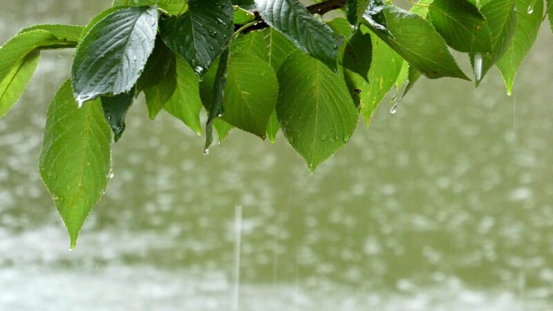 雨