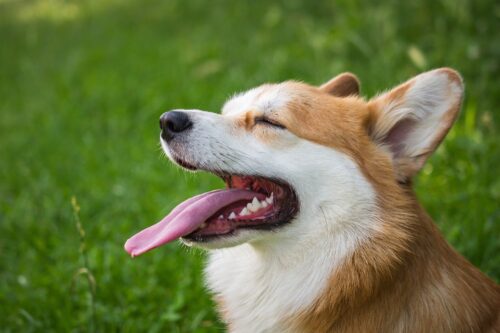 犬